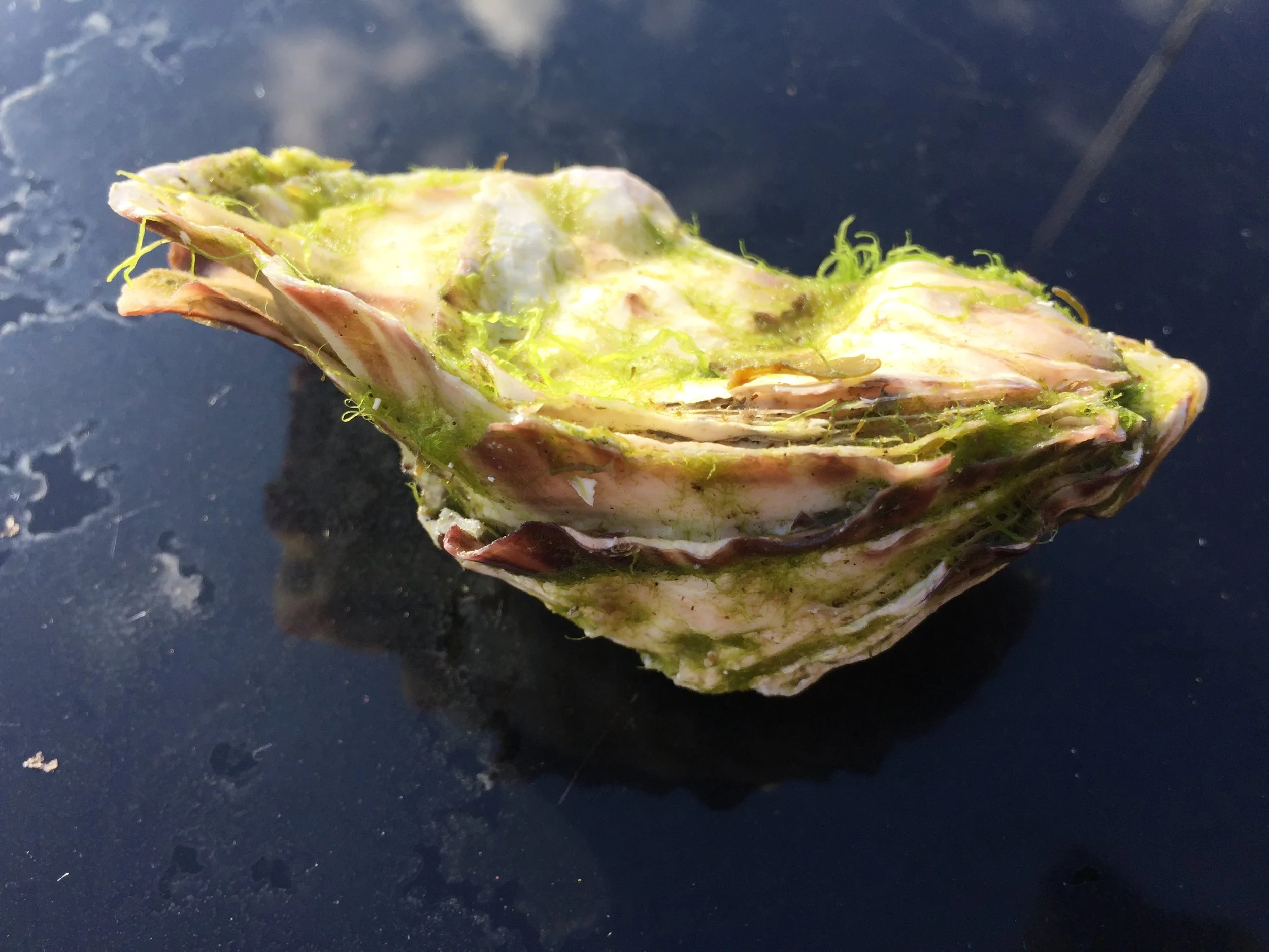 Fresh oyster from @BarraOysters