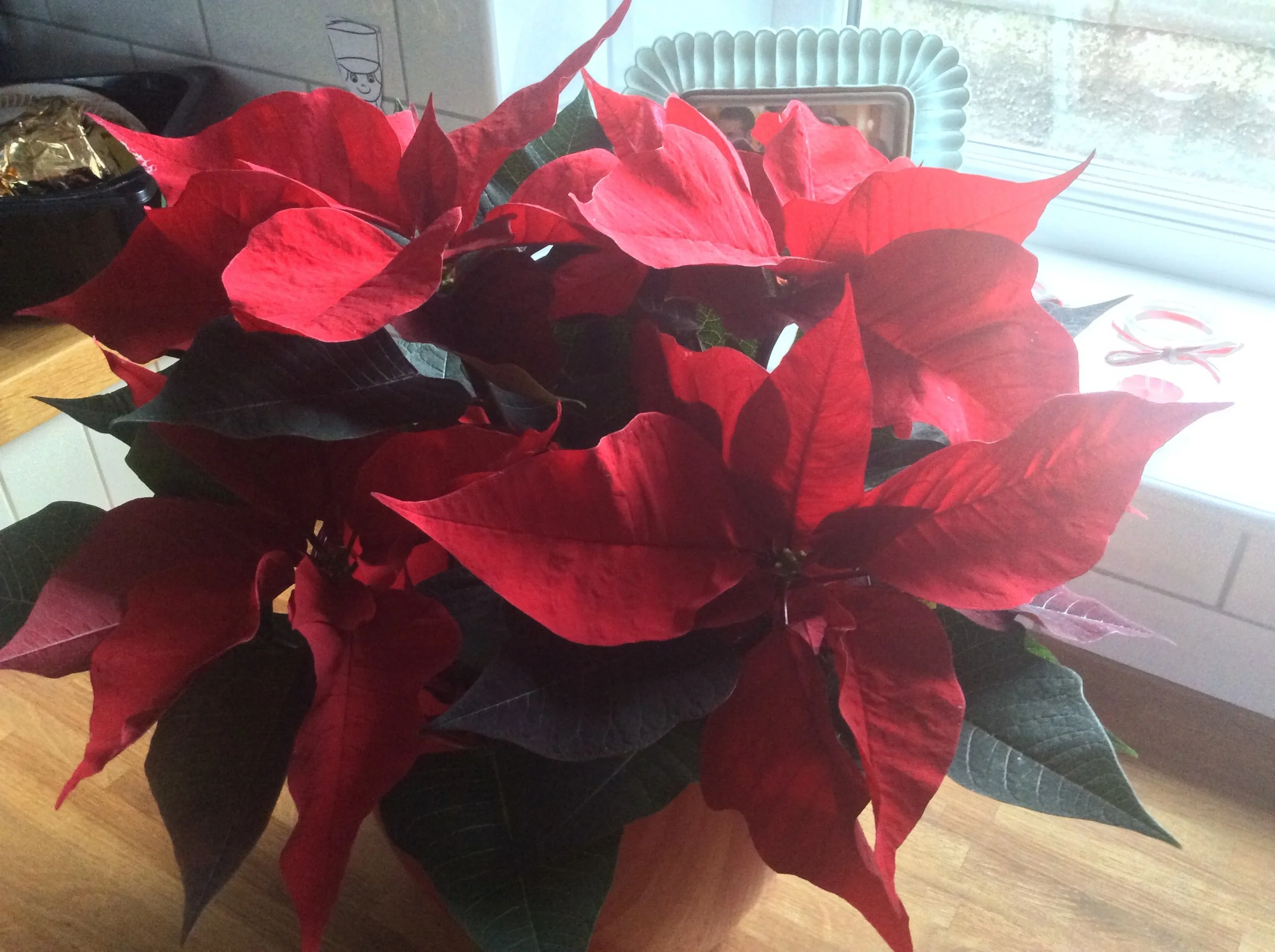 Poinsettia.