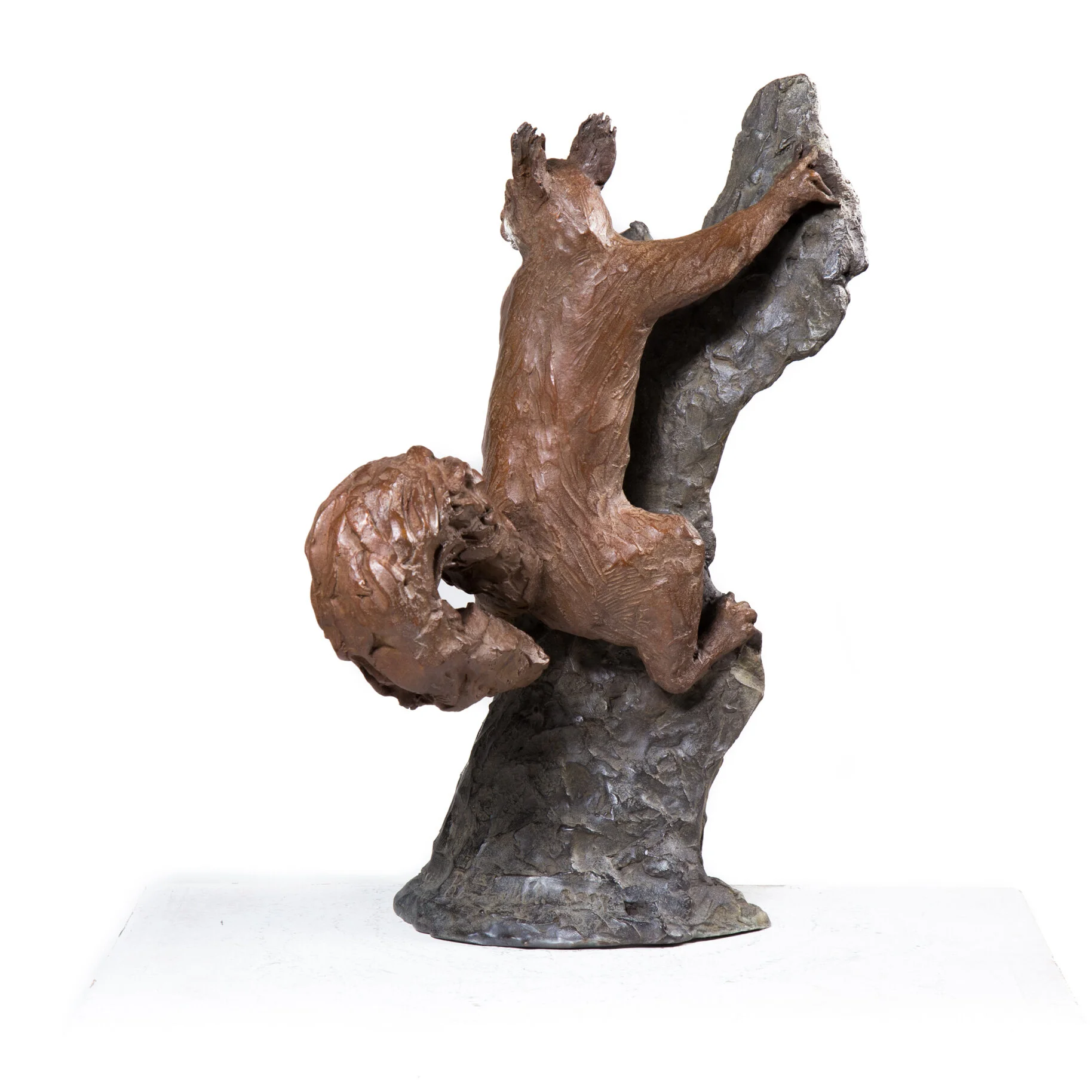 Brown Squirrel 3.jpeg