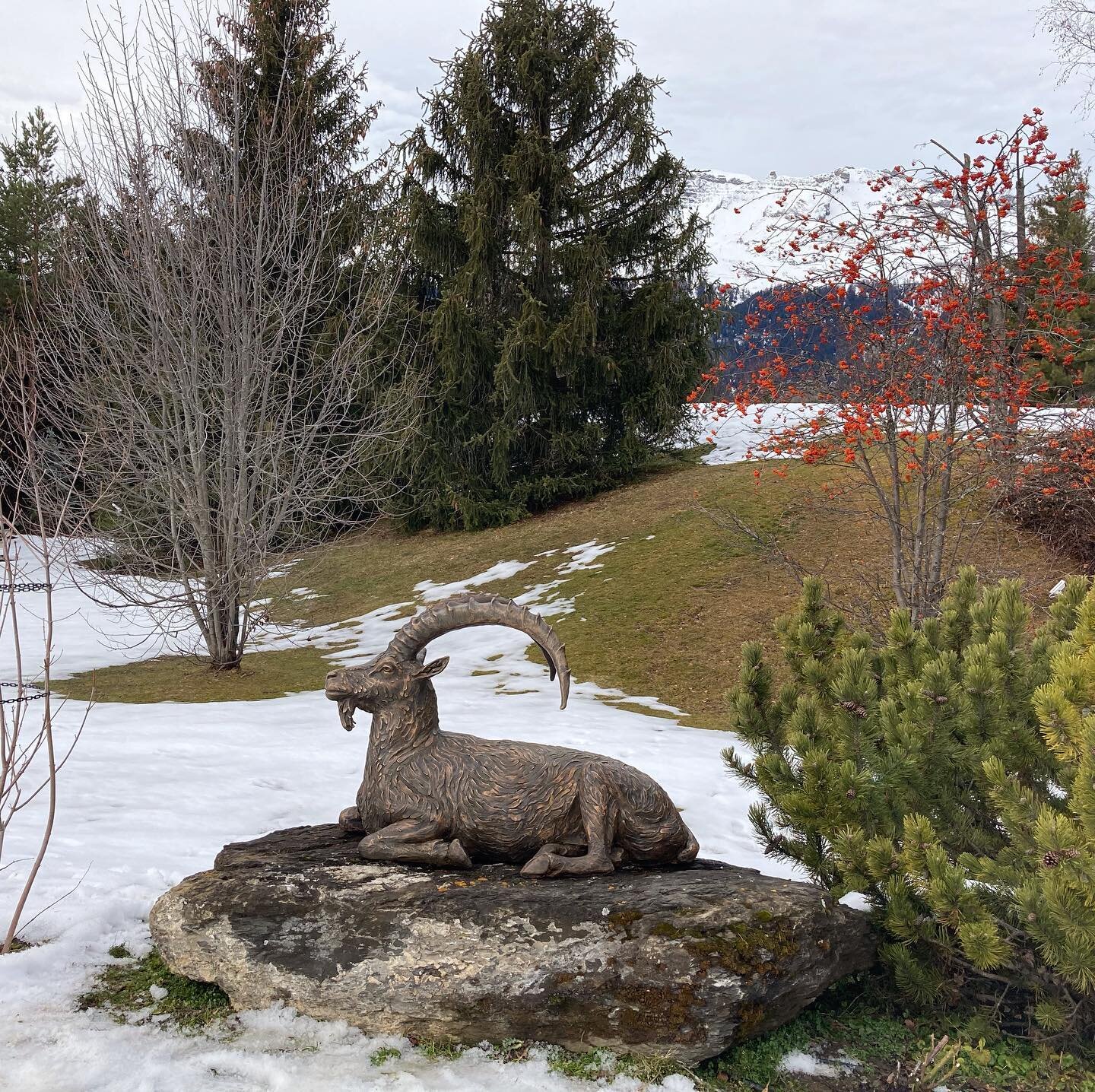 This is an original piece by Vincenzo Romanelli created in 2020, having studied the resident Ibex in the Swiss Alps. The piece captures the striking features of this majestic king of the Alps. The Ibex was modelled in clay using pictures taken by Vin