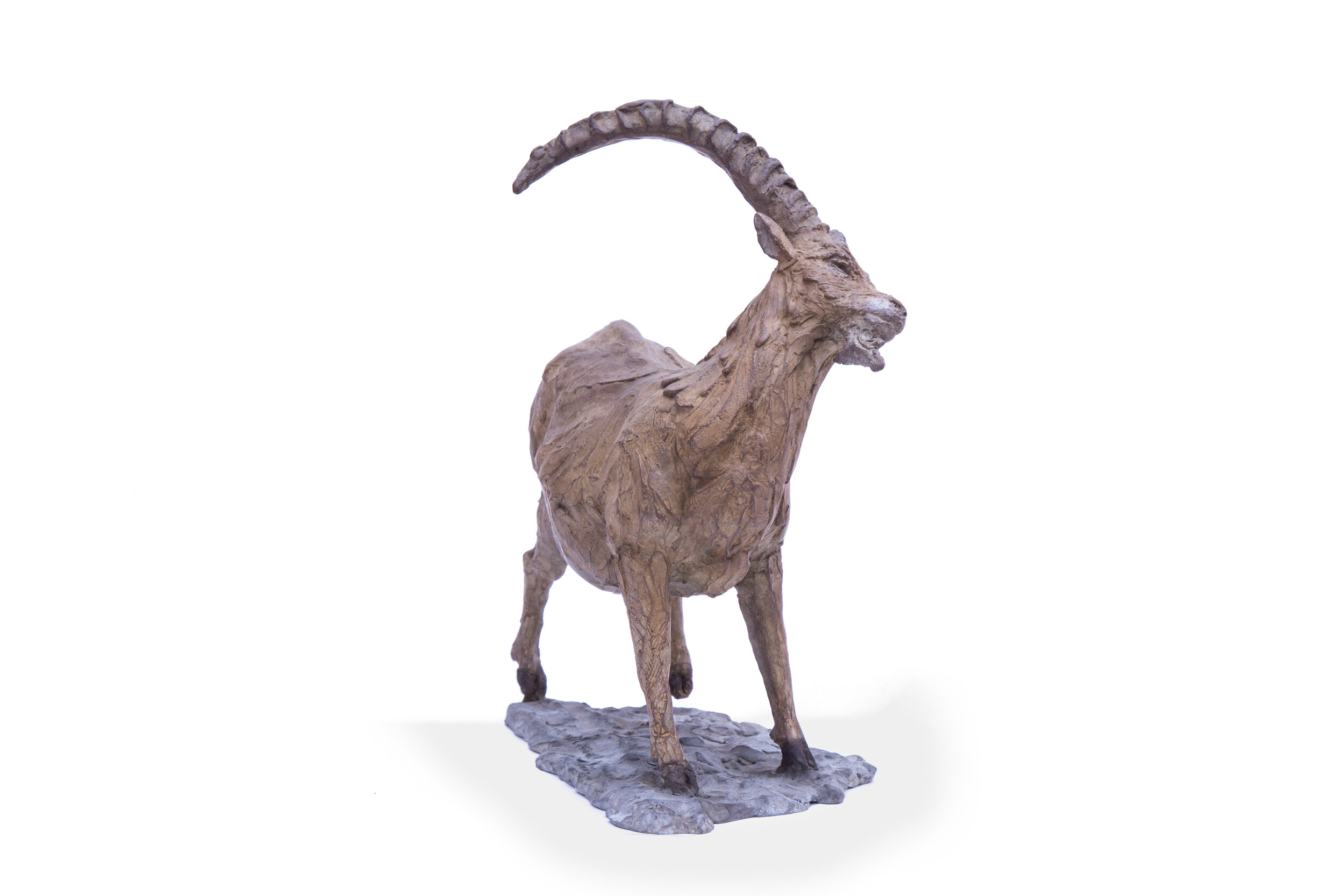 Ibex scratching3.jpg