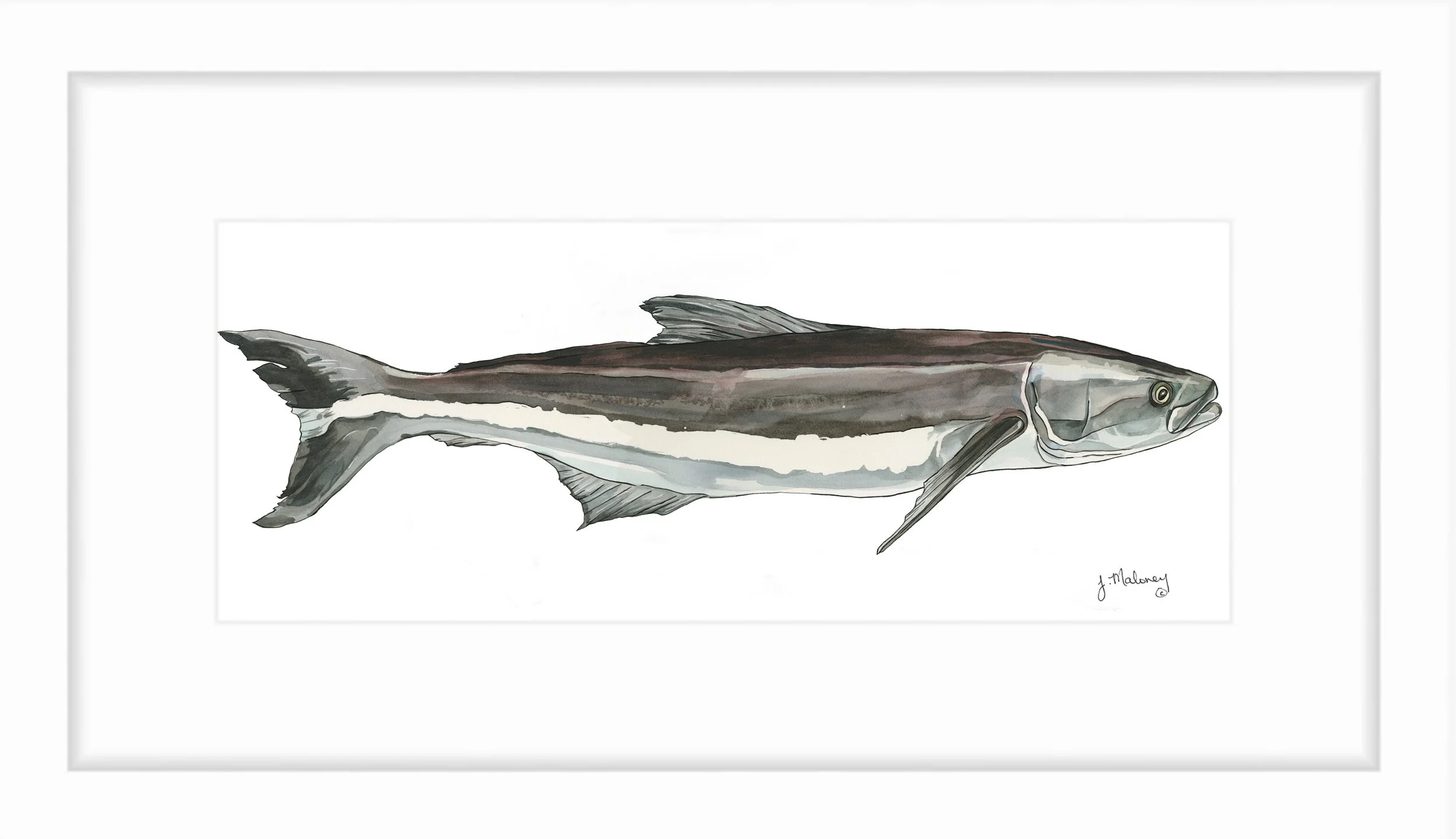 cobia_print.jpg