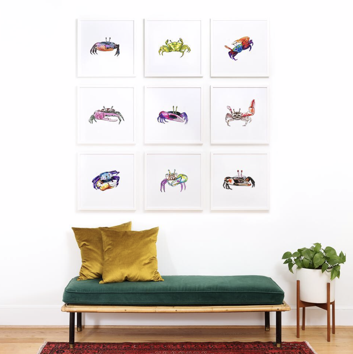 fiddler crab collection