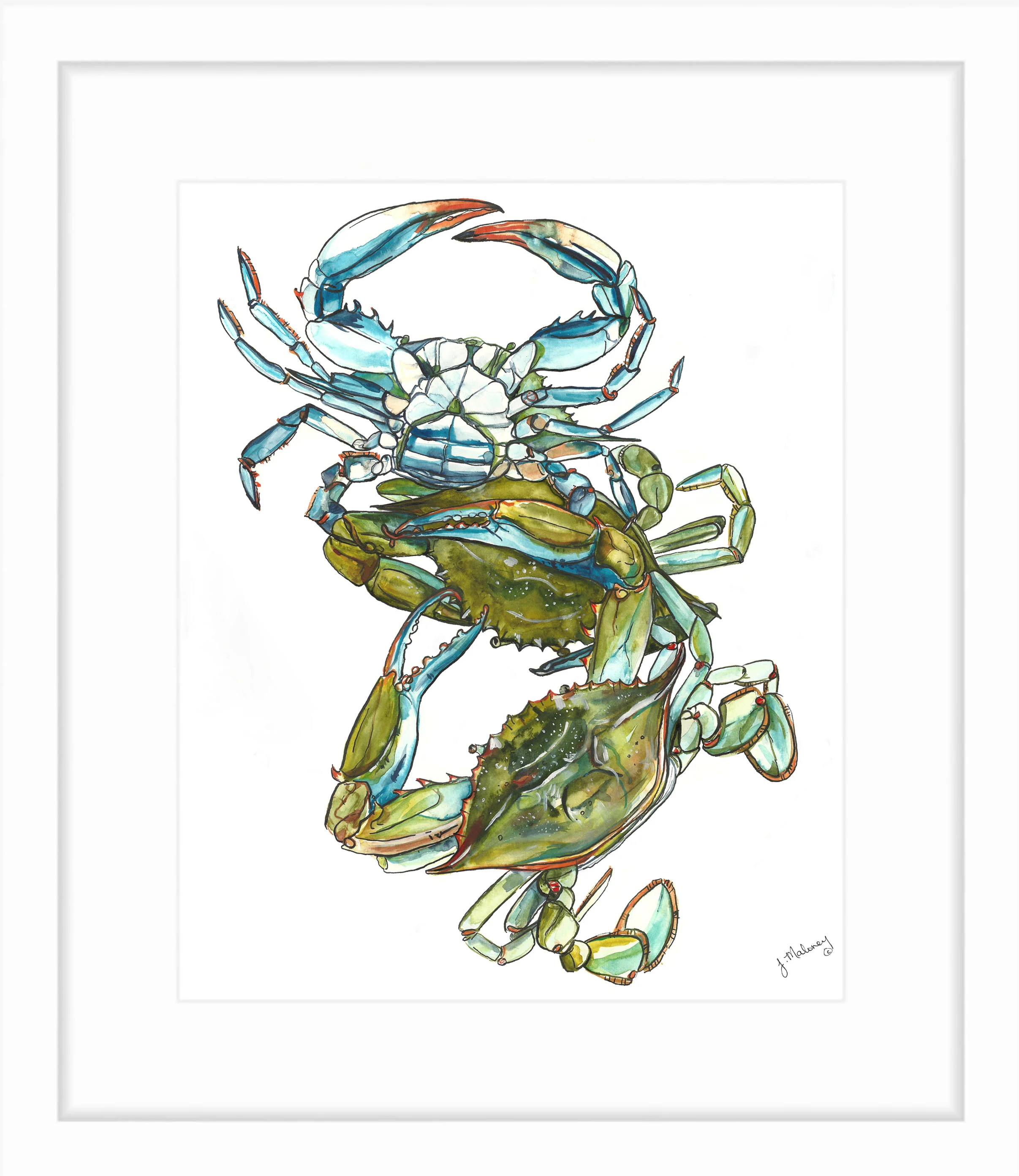 Blue Claw Crabs