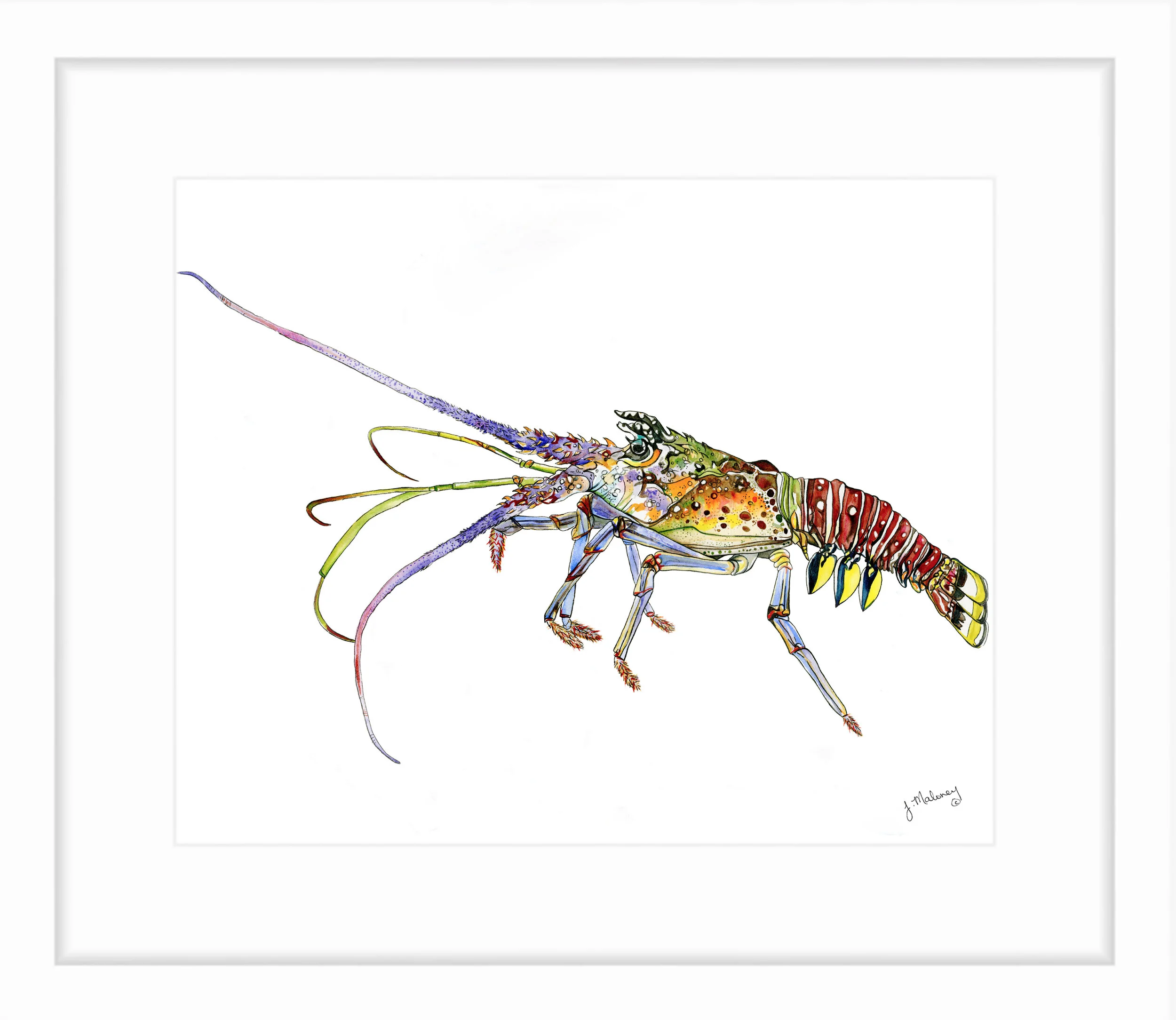 rainbow_rocklobster.jpg