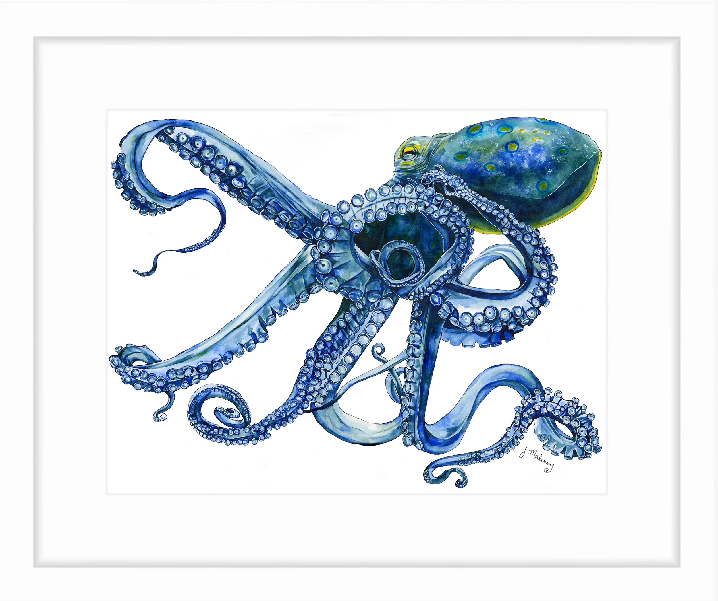 octopusblue.jpg