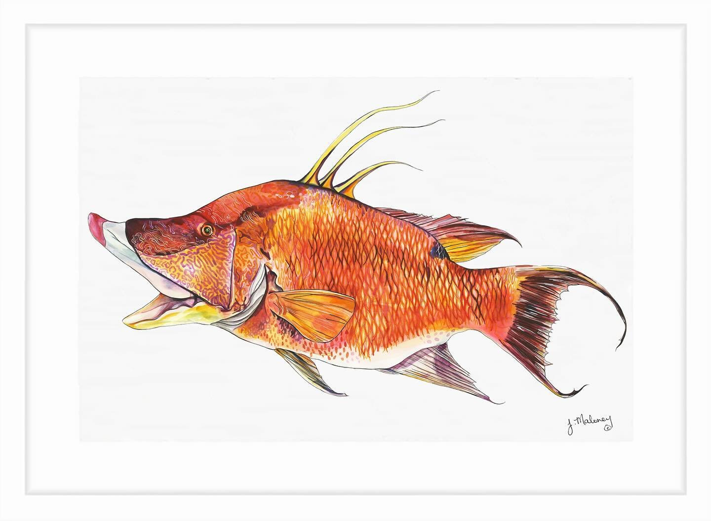 It&rsquo;s READY. My newest watercolor fishy is complete! I have &ldquo;Hogfish&rdquo; reproductions available in my Print Shop :  jackiemaloney.com

@hhiseafoodfest
