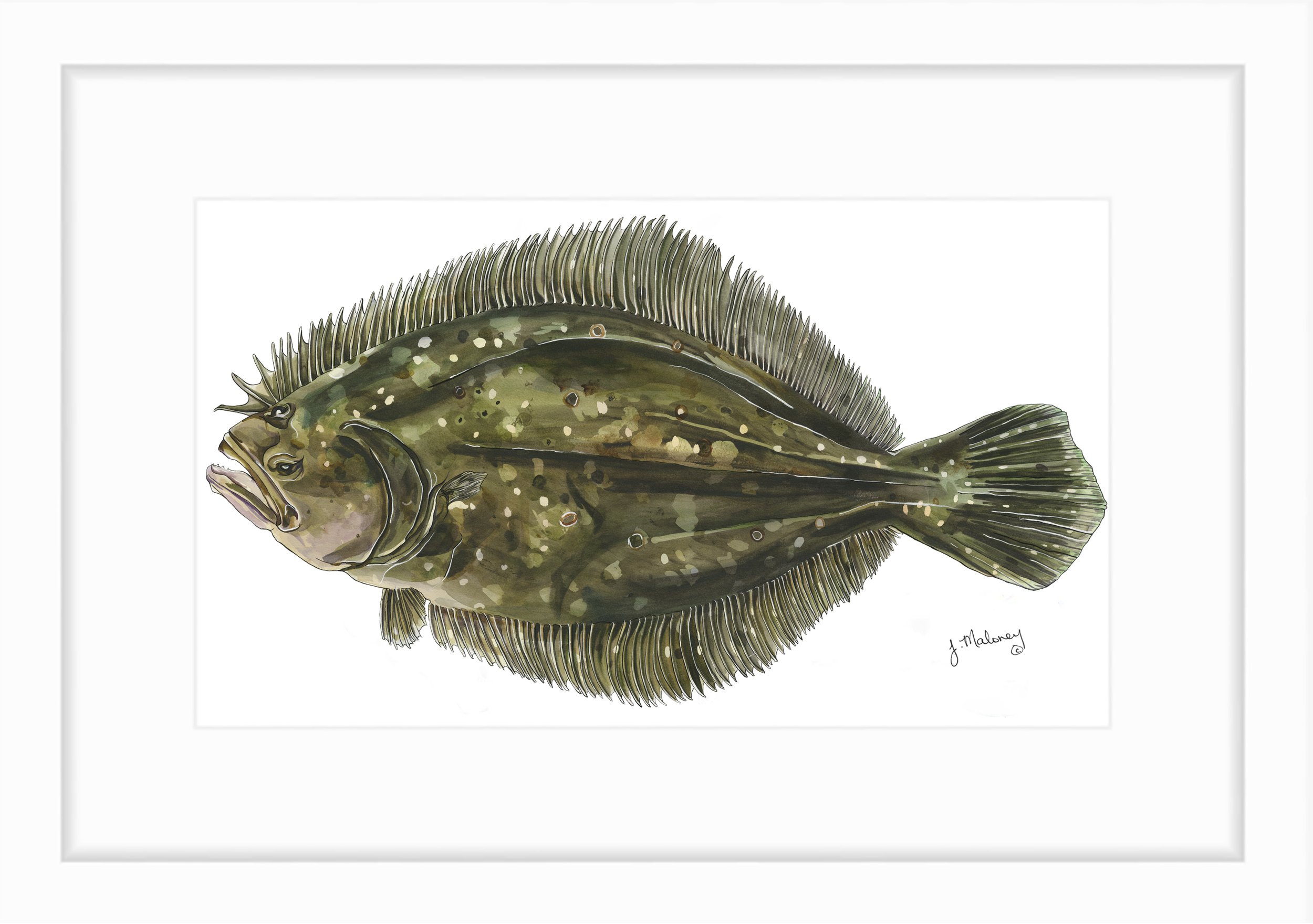 flounder.jpg