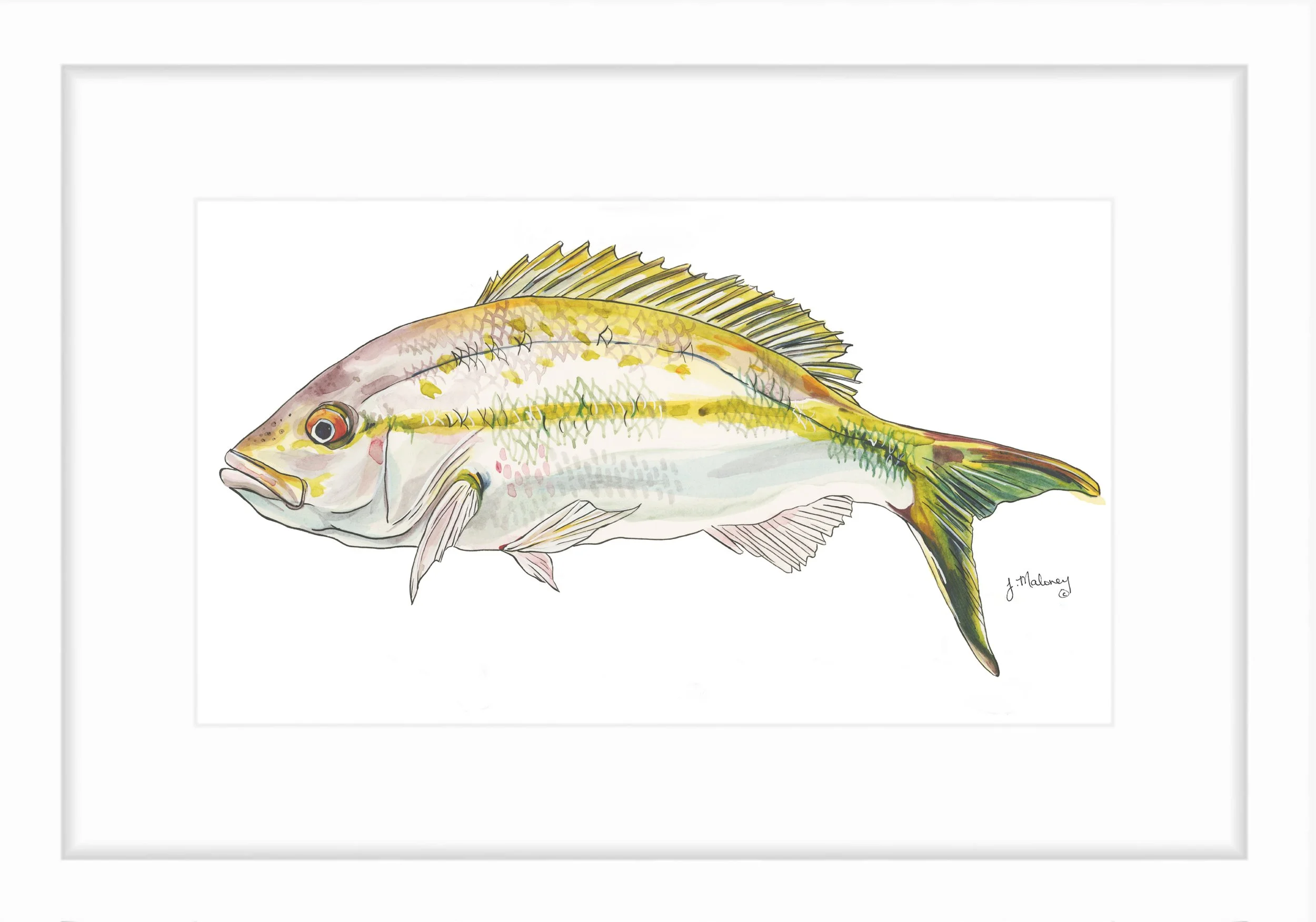 yellowsnapper_print.jpg
