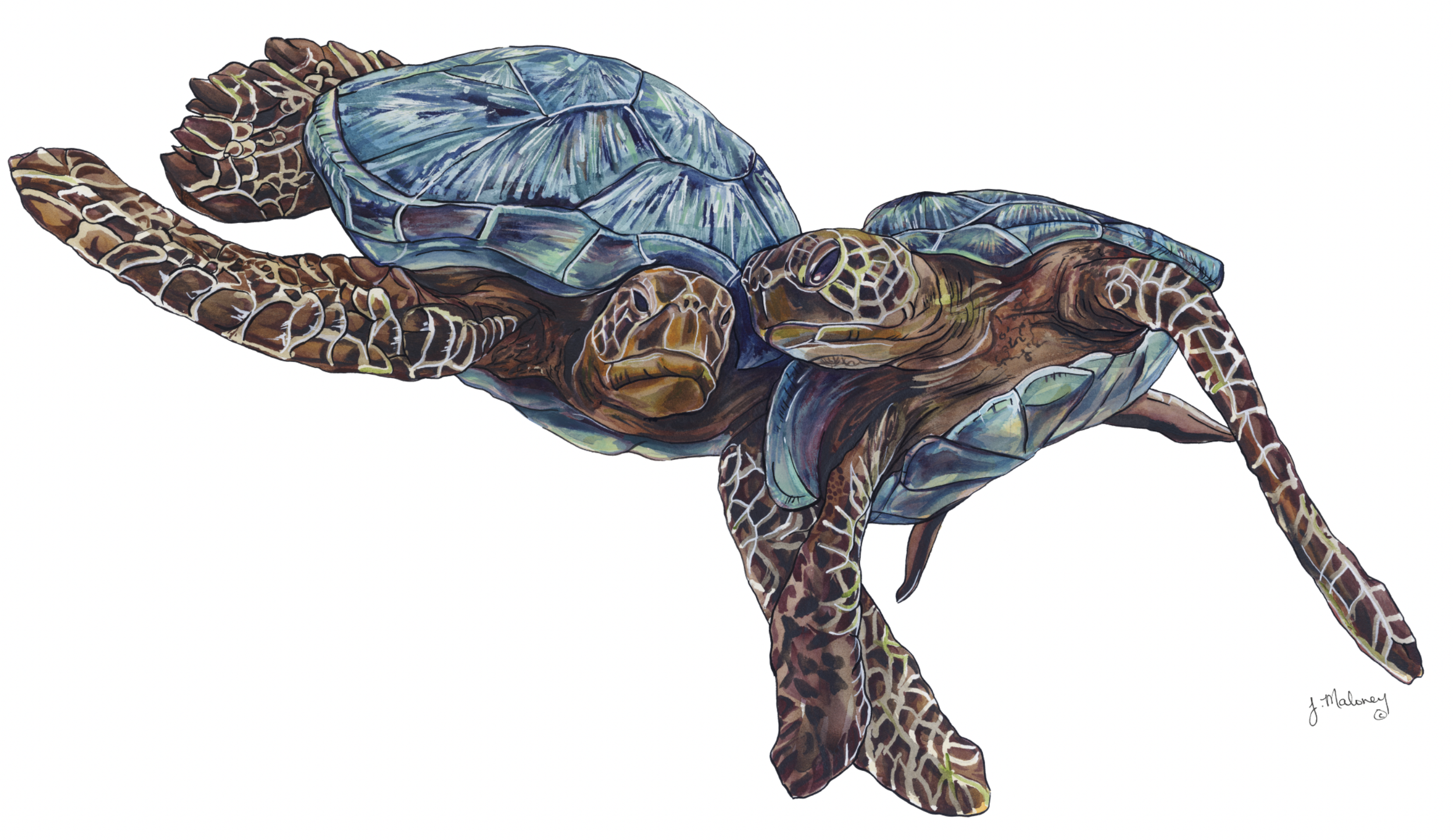 TURTLES.png