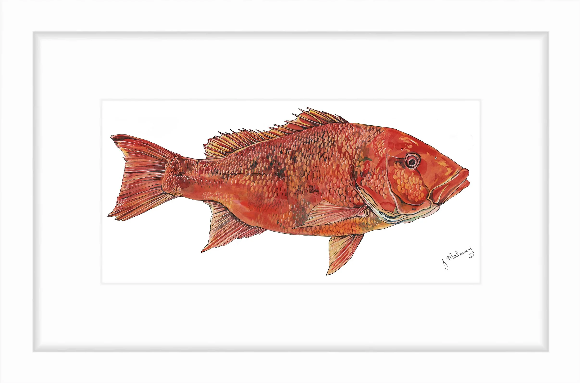 redsnapper.jpg