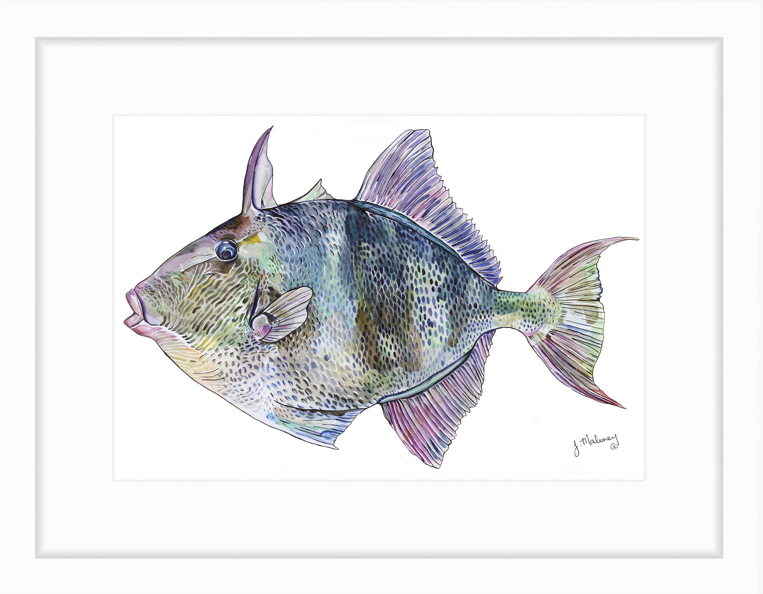 triggerfish.jpg