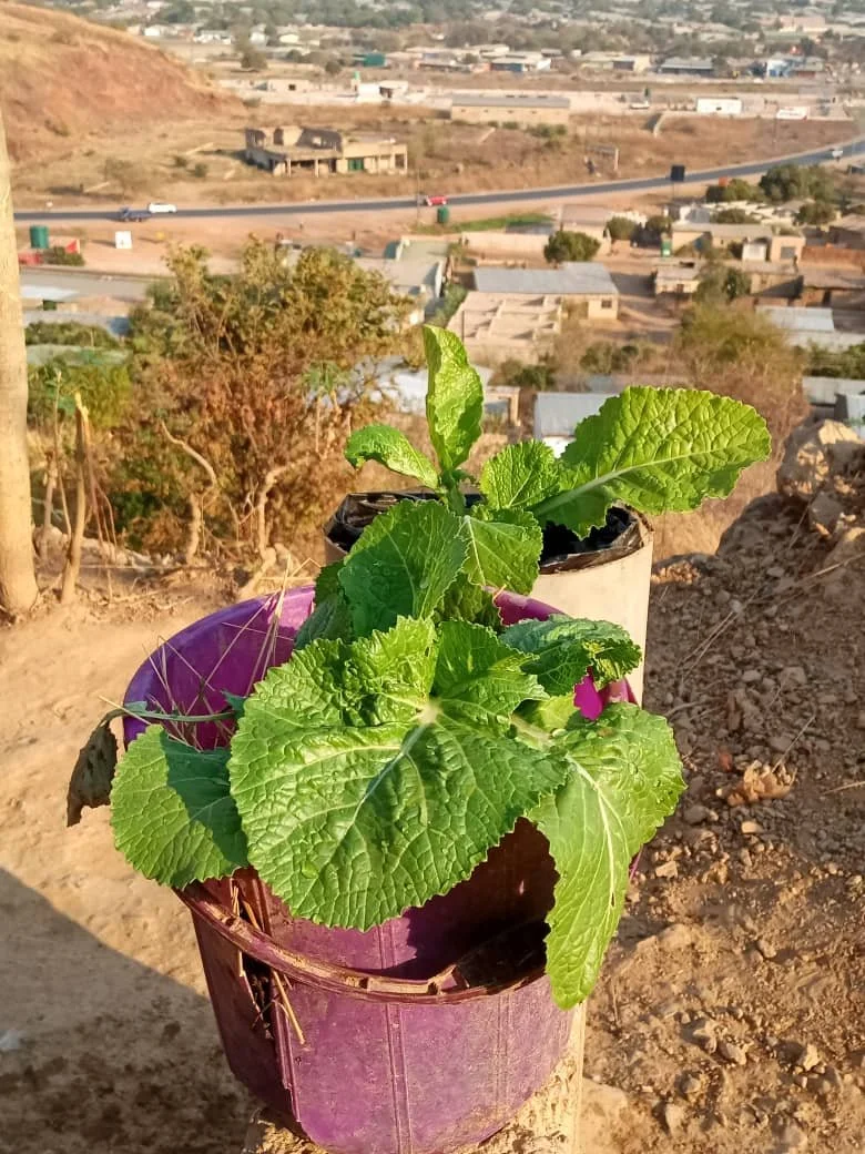 2025-11-20_Sweady_AM .jpg