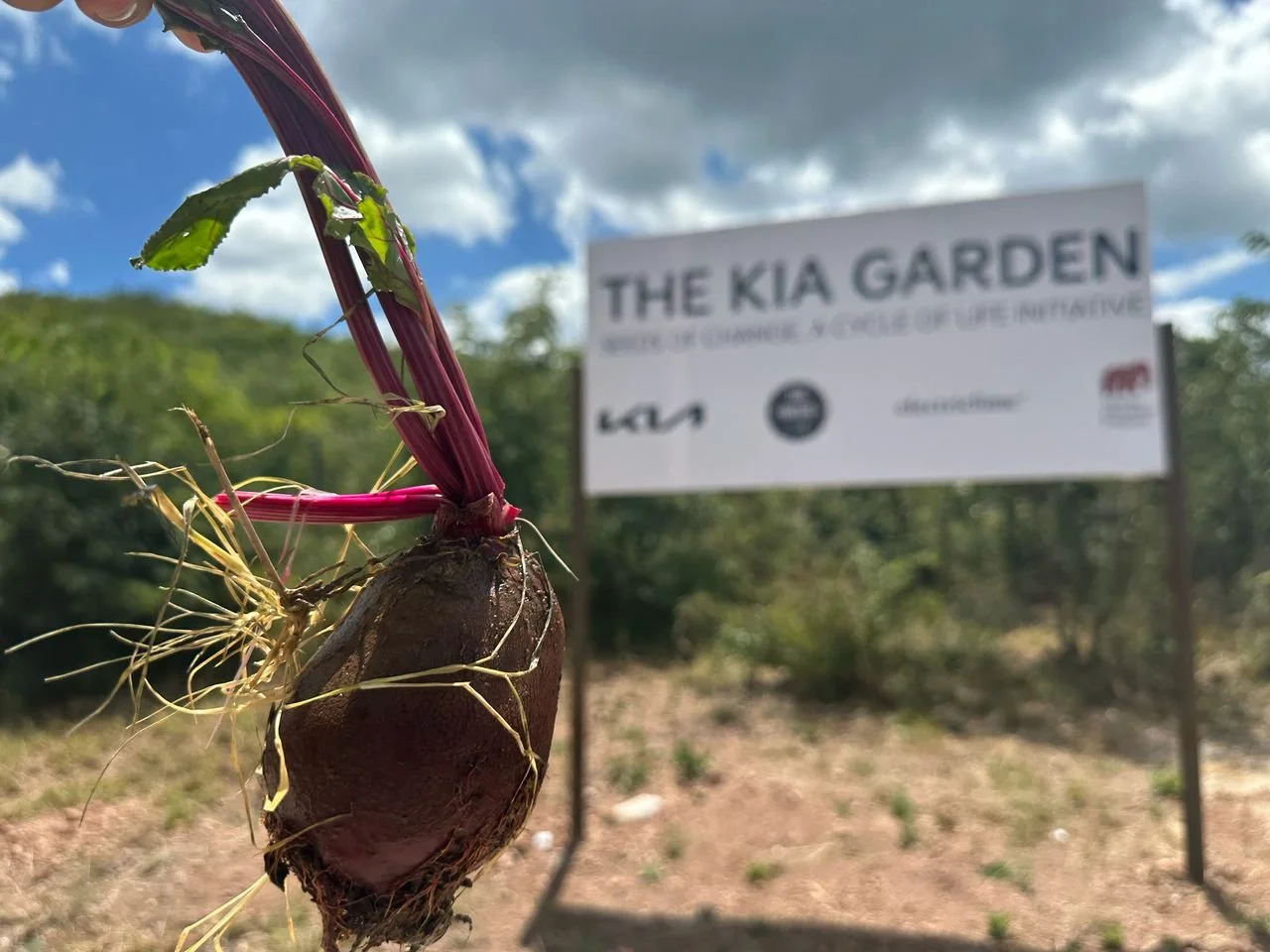 A healthy beetroot is held up in front of the Kia Garden sign in Kafue.