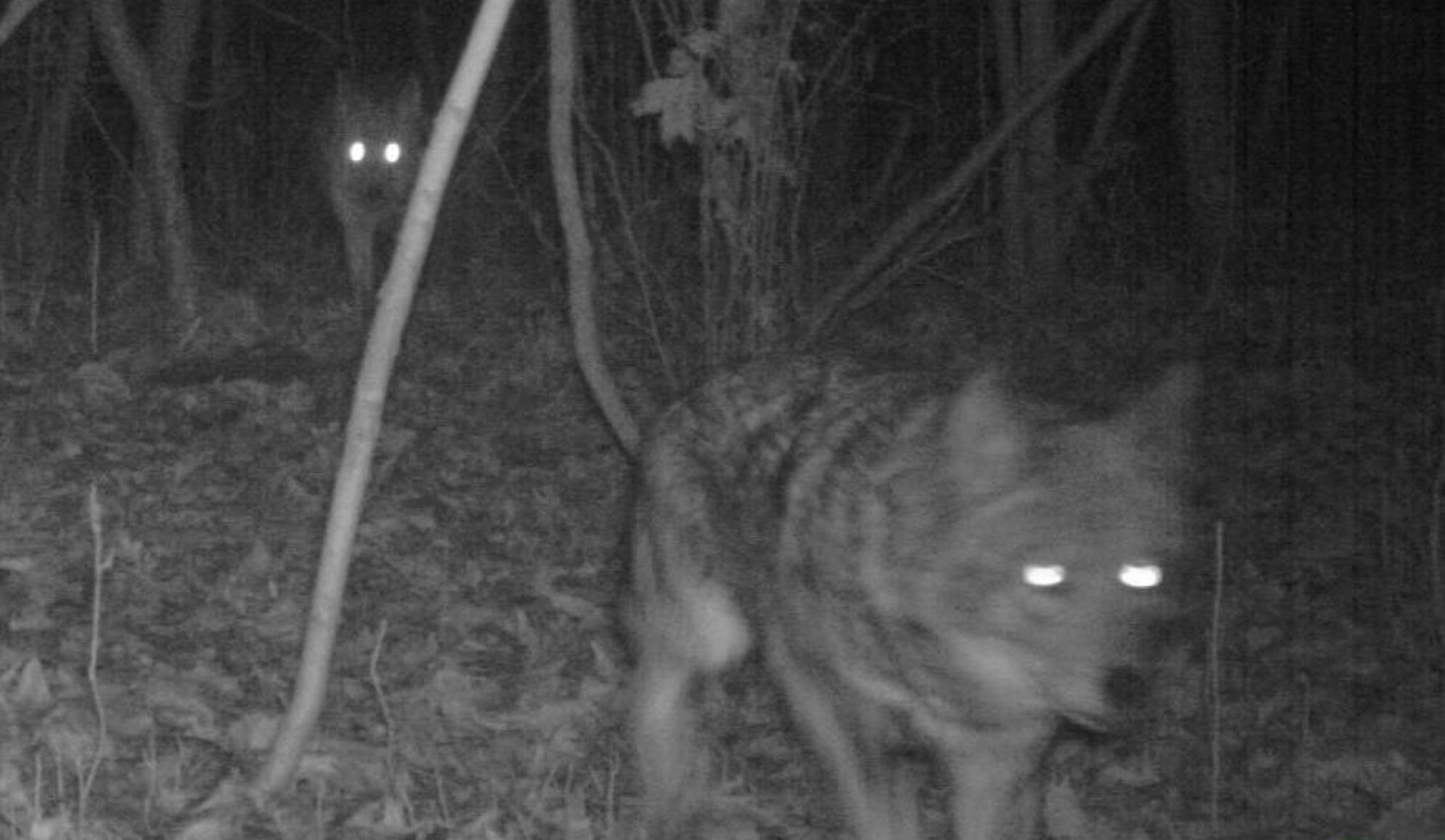 Urban Adapters: Coyotes of NYC