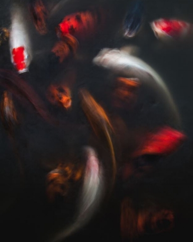 Koi, by Oliver Regueiro