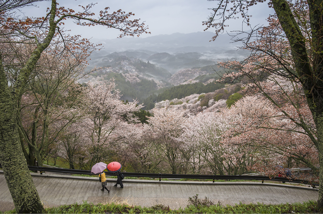 Nara , la cuna del arte, la literatura y la cultura japonesa; y su parque, más conocido como “El Parque de los Ciervos”