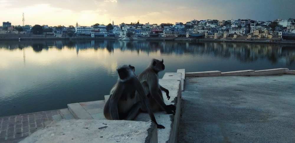© Diego Alonso · Pushkar.