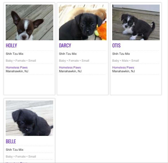 I still have this screenshot saved in my phone. "Belle" and three of her siblings posted on Petfinder.com. It was love at first sight. 