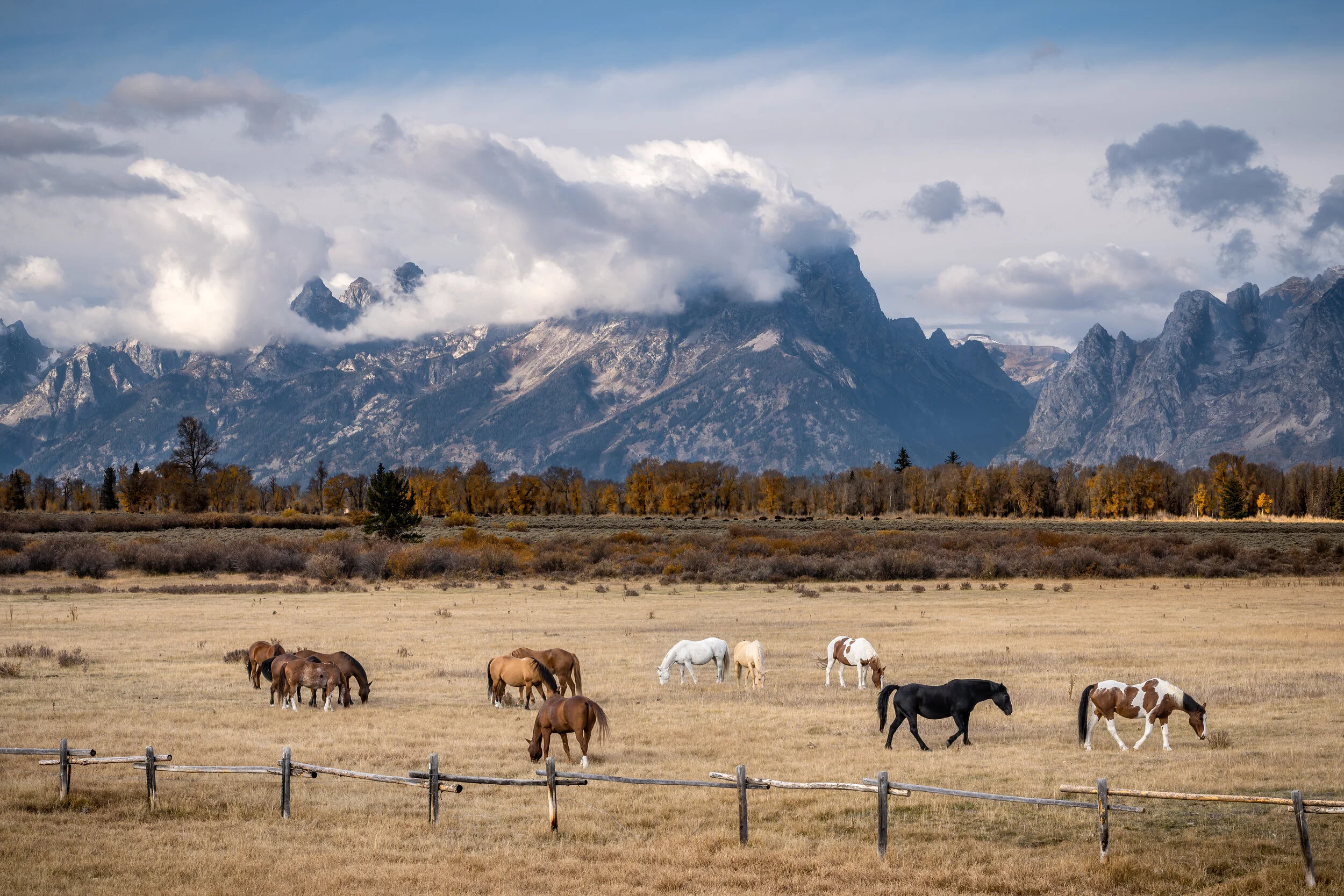 Grazing Horses in the Tetons