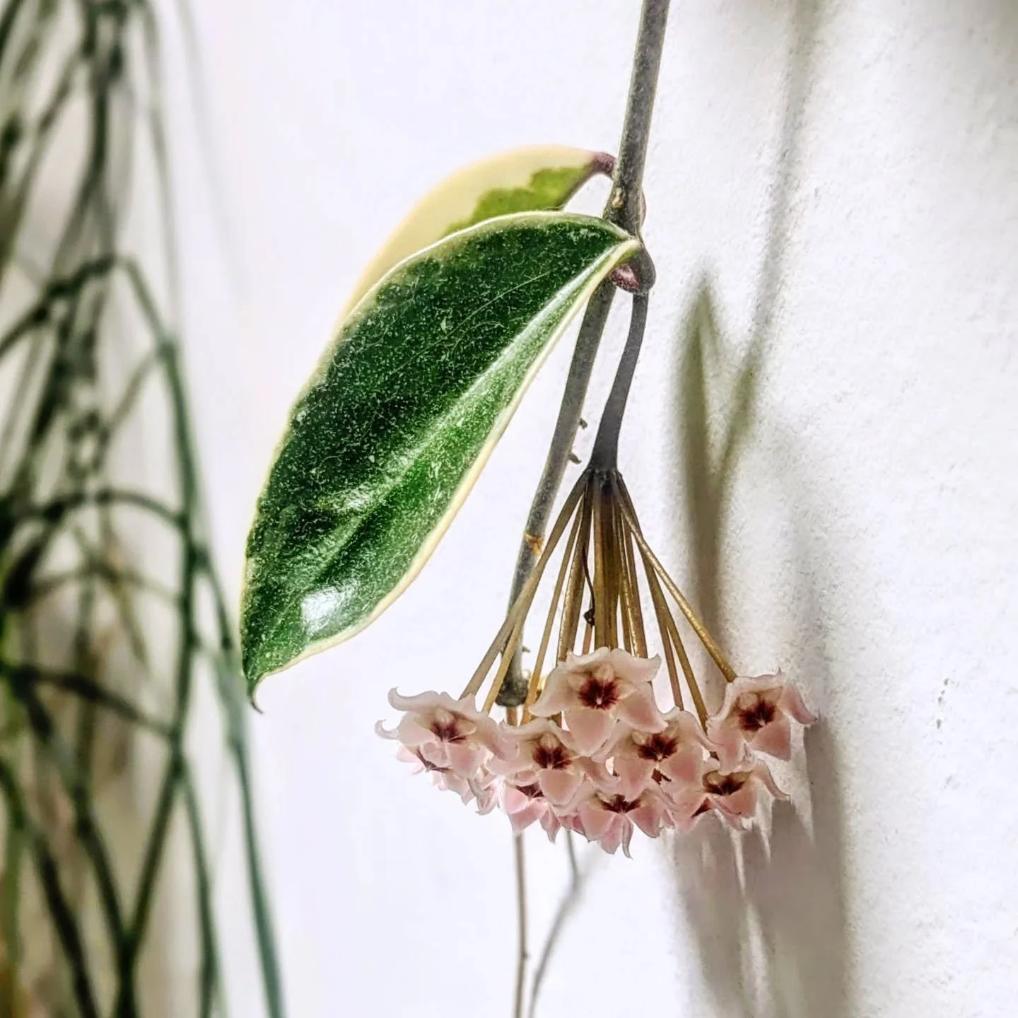 Absolutely cannot believe that my variegated hoya vine is BLOOMING! I didn't even know they did that! It now features little pink wax blossoms and I adore them; apparently they can take about five years to bloom if they're reeeeaally happy. 🌸☺️🌿