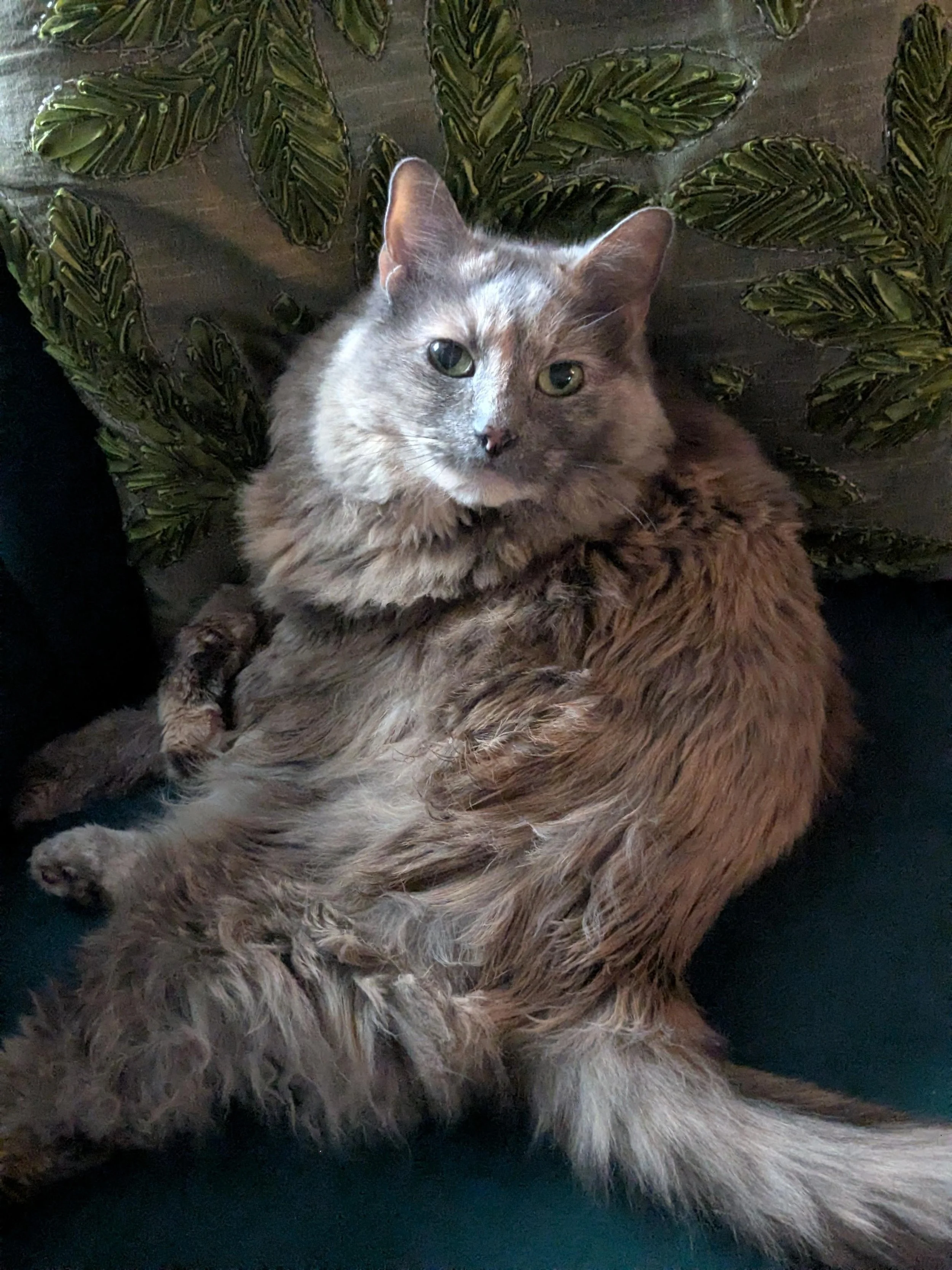 pro-2yjnIygh.jpeg