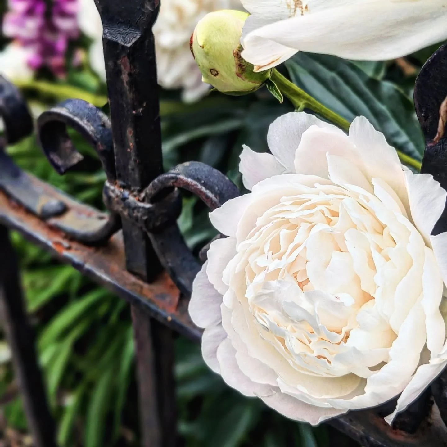 Honoring Memorial Day with a neighborhood peony tribute. Two of the first confirmed occurrences of this holiday took place in Charleston, SC and Waterloo, NY: previously enslaved people gathered just after the Civil War ended to memorialize fallen Un