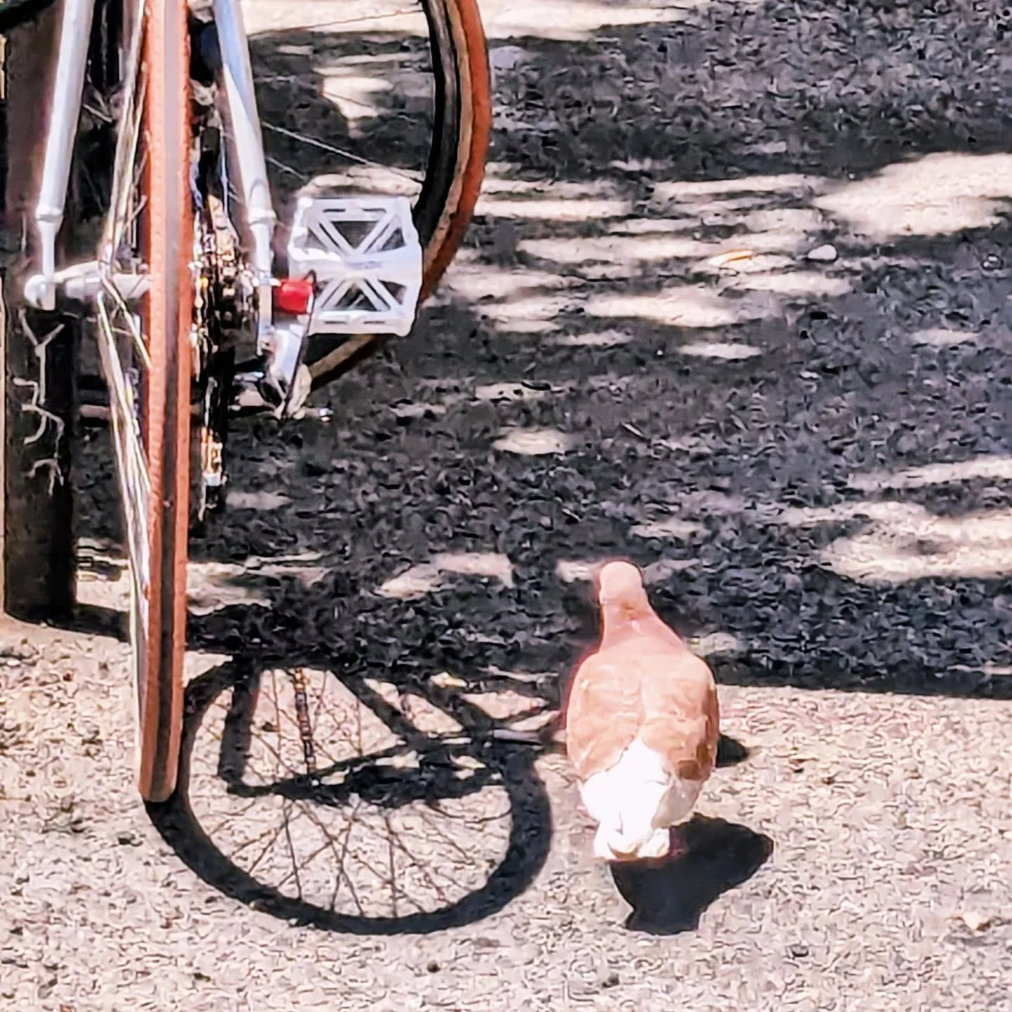 Hi folks again RAVEN is now on NetGalley www.netgalley.com/catalog/book/849326 and this is not a raven this is an adorkable pigeon with her cutie pie bicycle just now because my husband is officially middle aged and thus likes neighborhood birds! Go 