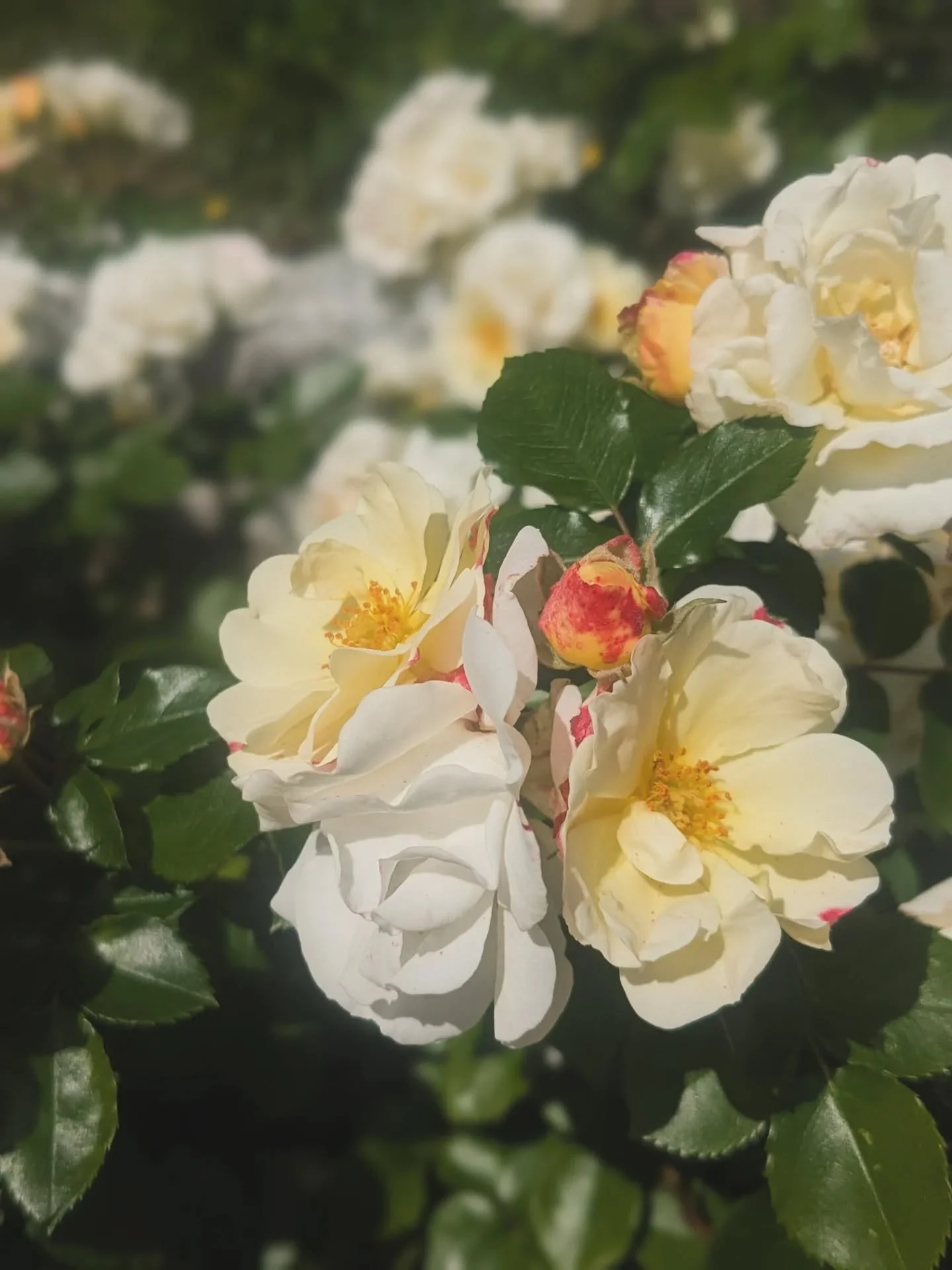 Are you here for local #FlowerSpam posts from my walks YES YES YOU ARE because the roses are OUT FOR PRIDE and they are precious sassy Queens QUEENS. 💖🌹🏵️👑🏳️&zwj;🌈
