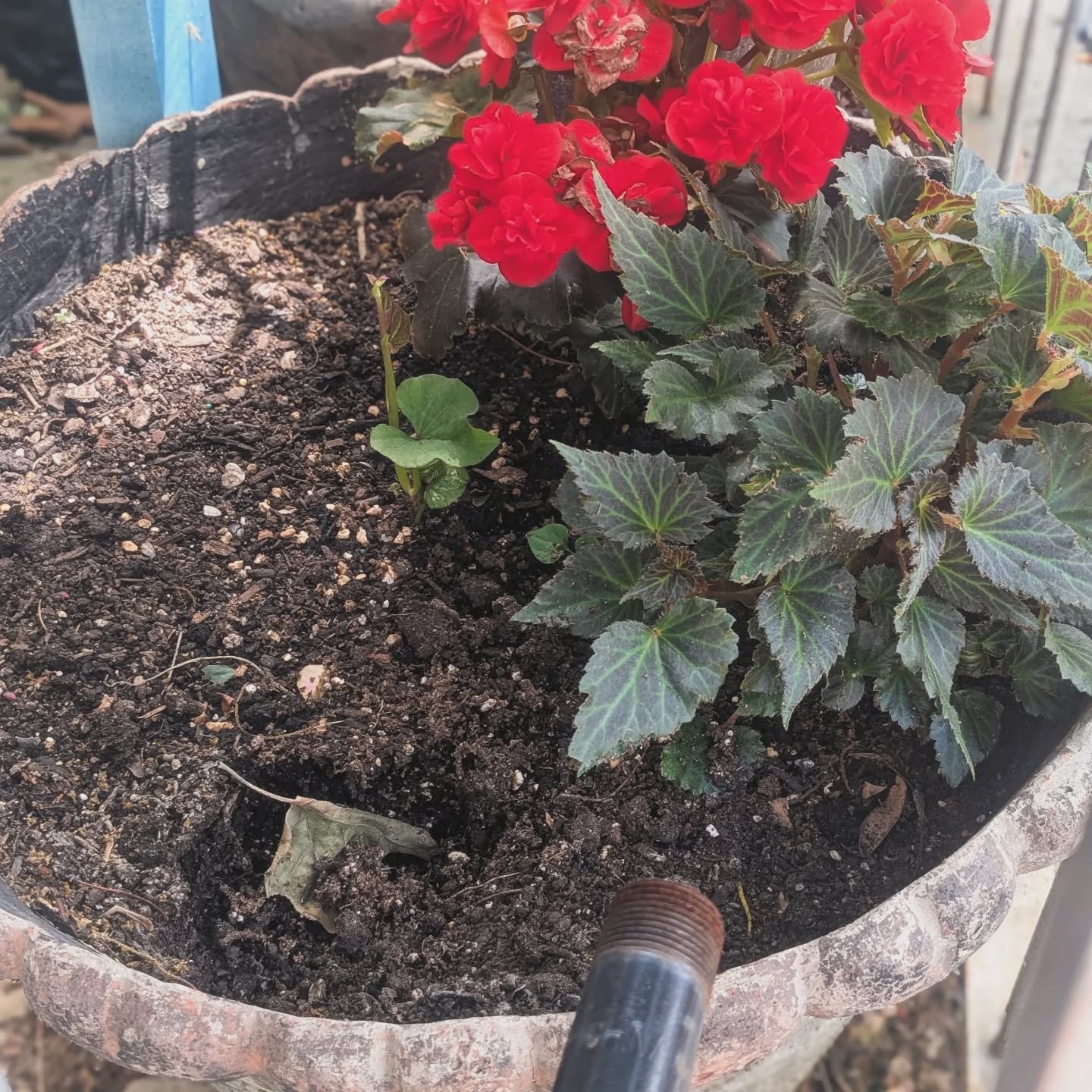 Whatever special level of narcissistic asshole had the temerity to DIG UP ONE OF OUR begonias and steal it? Congratulations, yes I'm deeply upset, trying to spin this somehow, but I feel...dug up. 🥺🌸🤬🌺😭