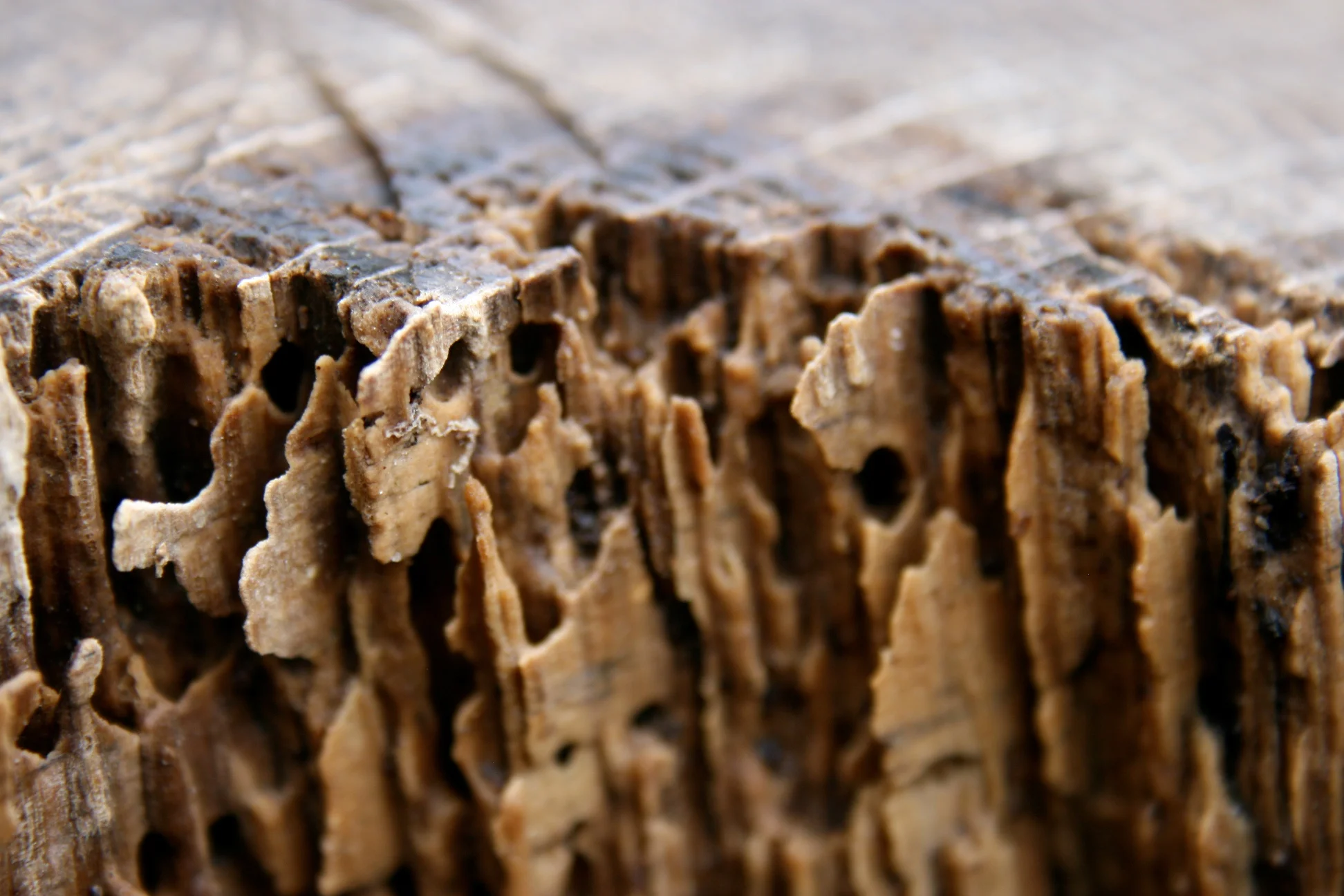 Keep Termites Away From Your House