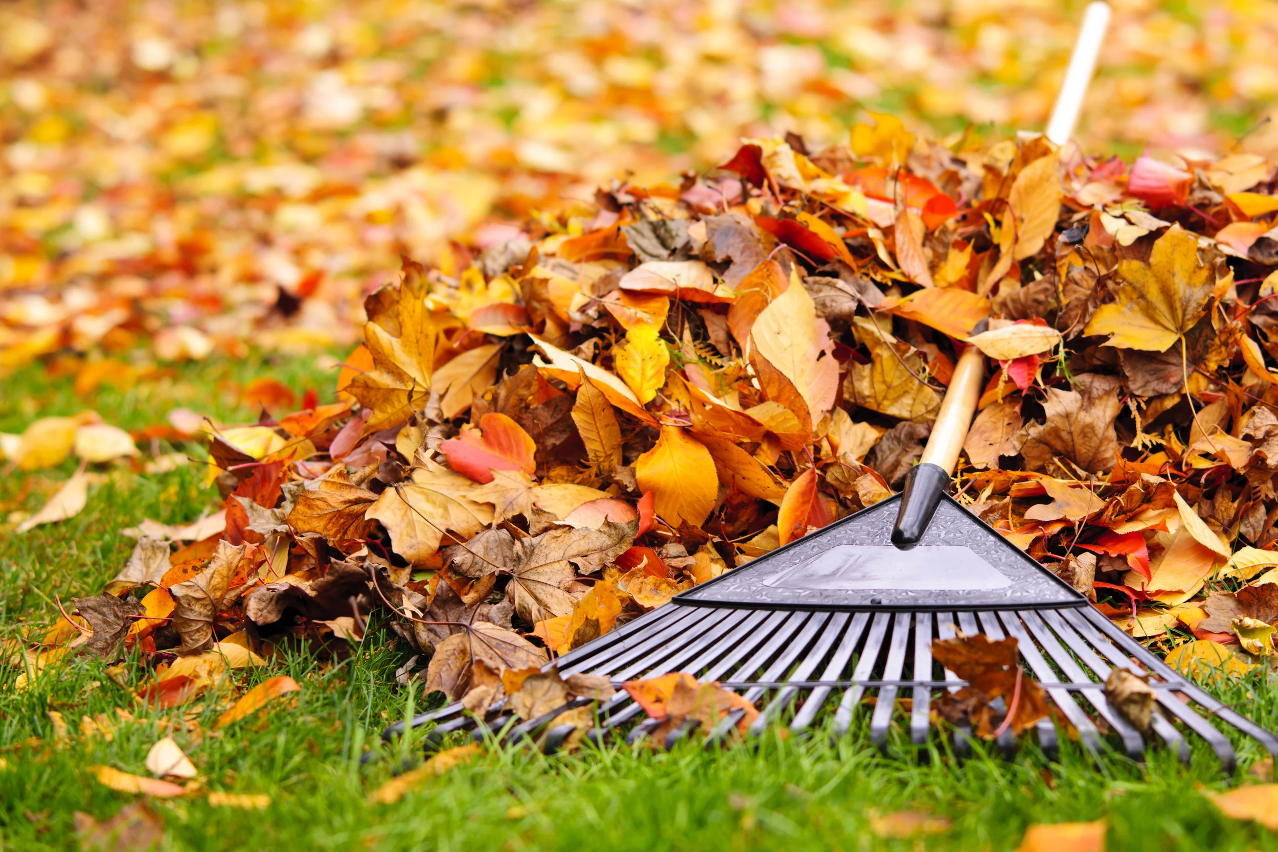 It’s Your Last Chance - Get Ready for the Leaves