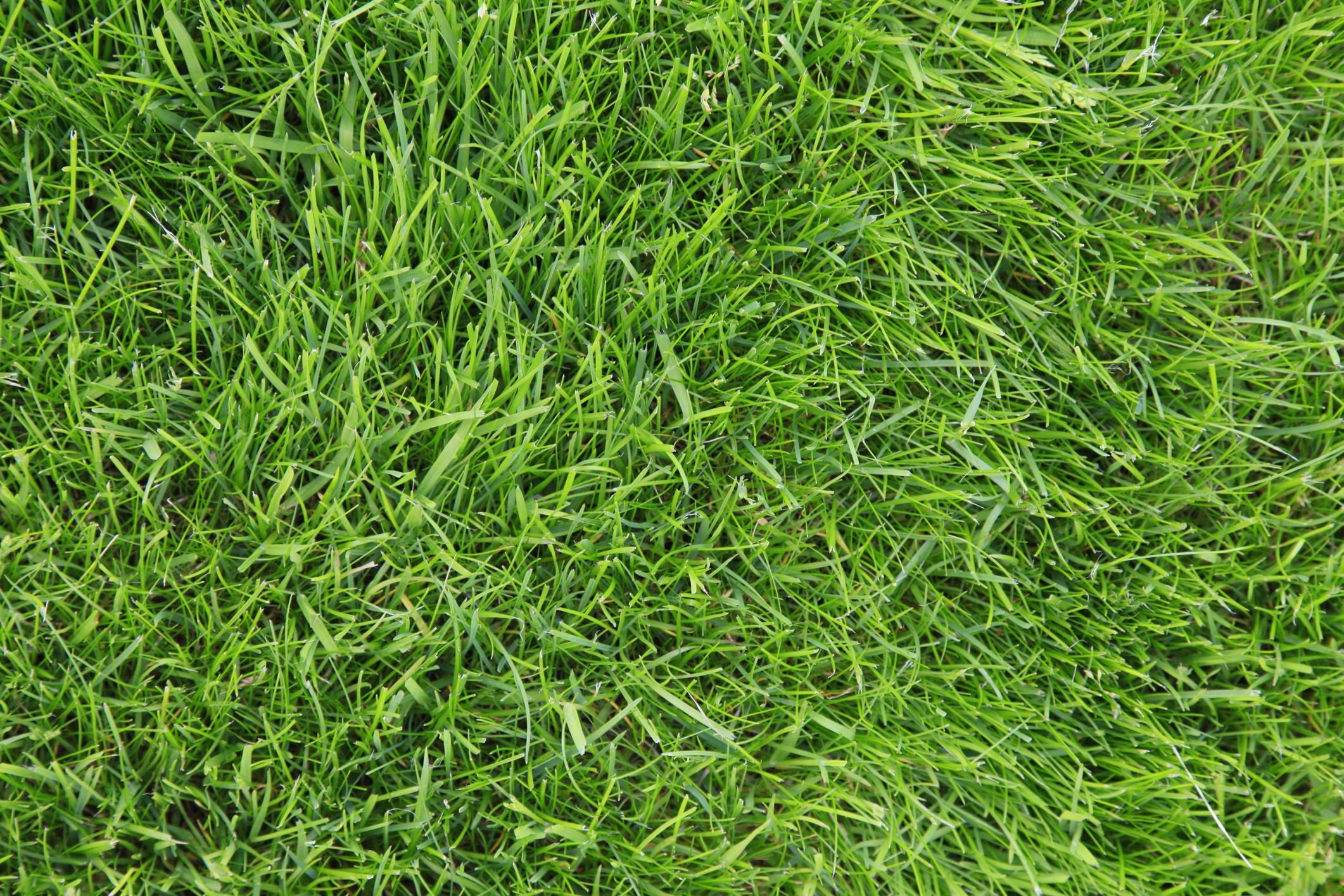 Spring Lawn Care Tips During a Drought