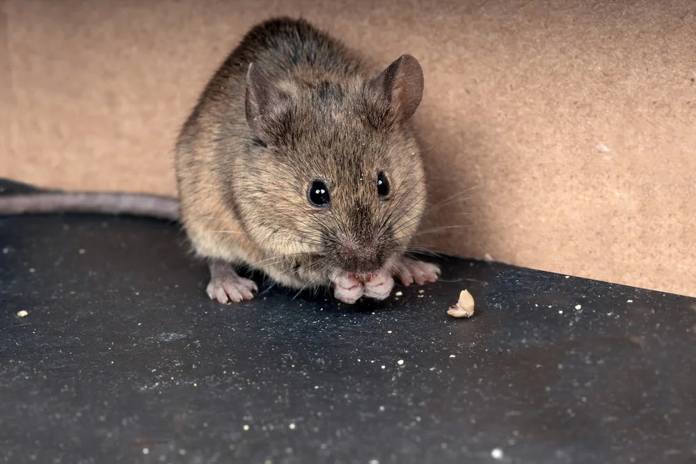 Don't Let Rodents Move In During These Colder Months