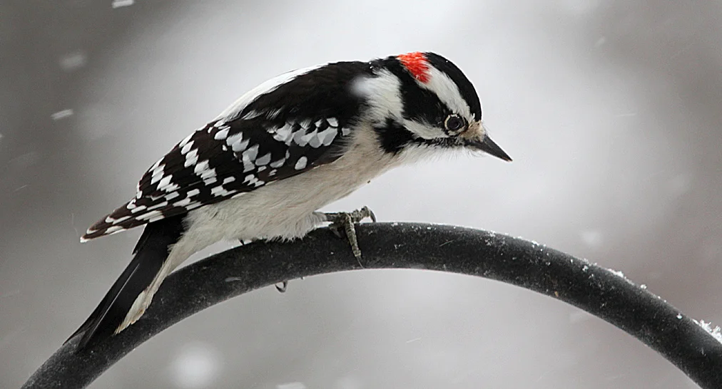Keep Pesky Woodpeckers From Ruining Your Siding