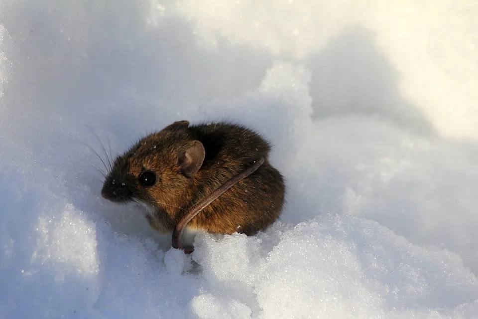 When Wet Winter Weather Brings Unwanted Guests Indoors