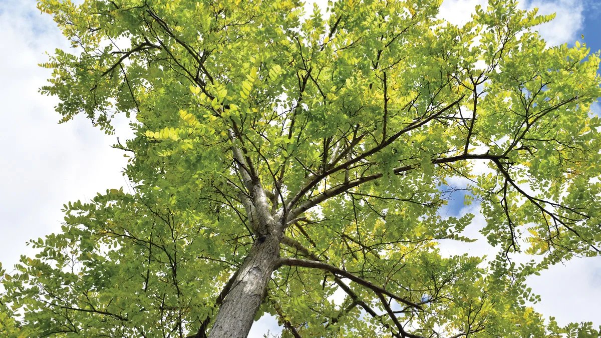 What’s Happening to Our Ash Trees?