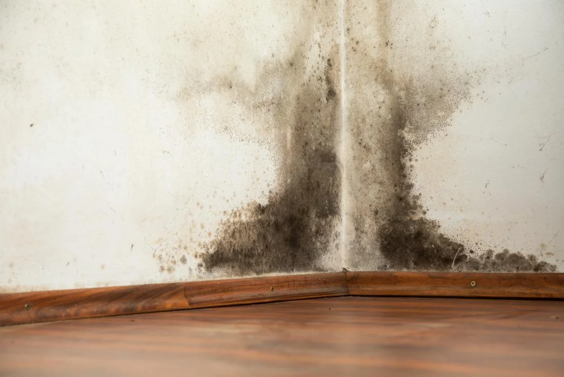 Don't Let Summer Mold Set Foot In Your House