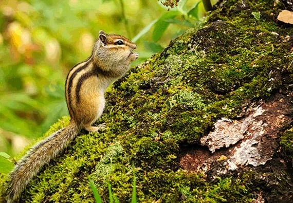 Chipmunks Digging Up Your Yard? Say So Long Without Harming Them