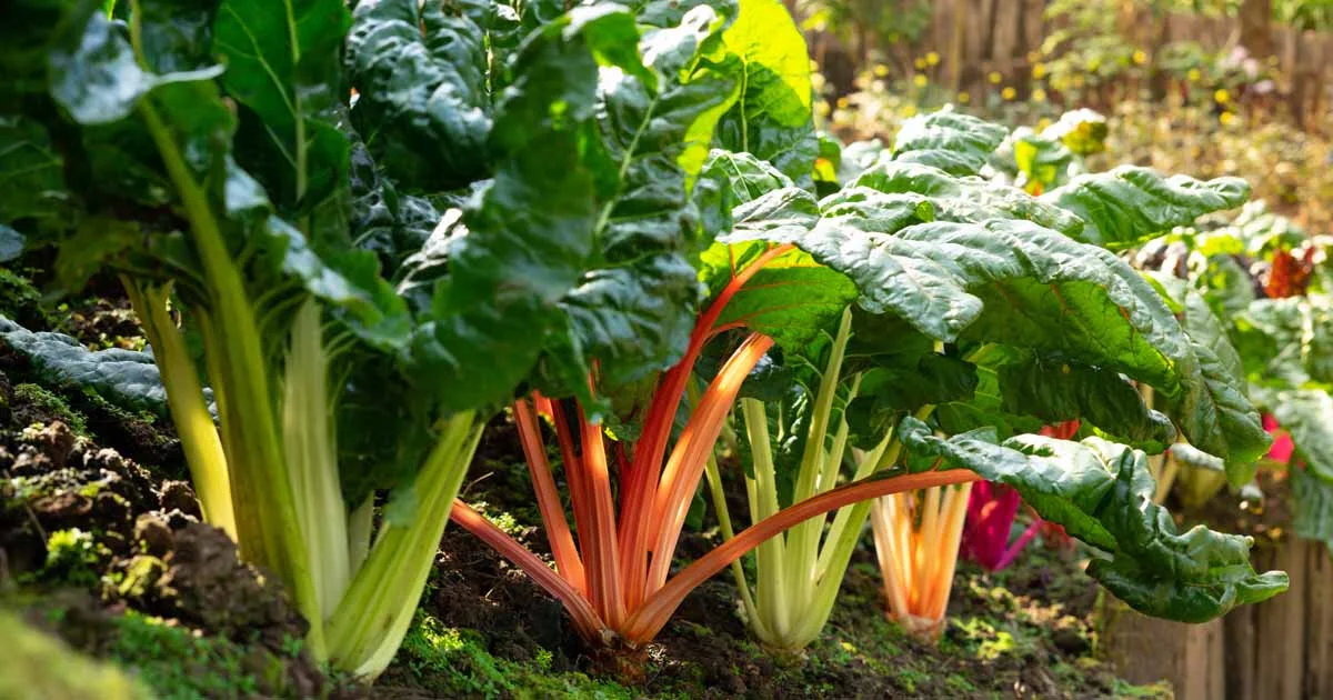 Veggies to Plant Now for a Fall Harvest 