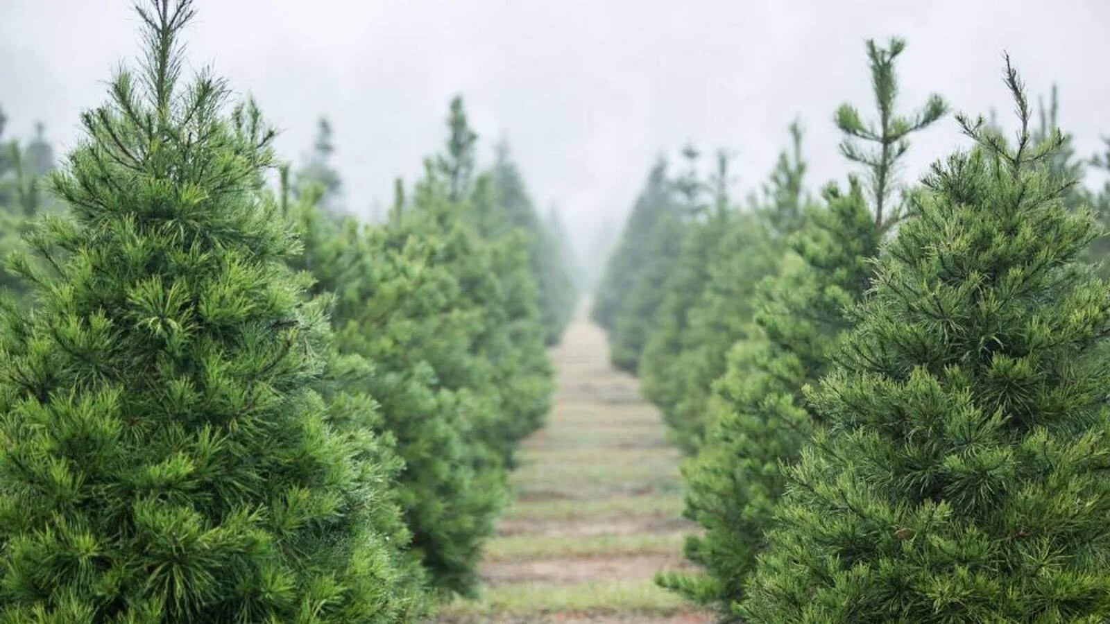 A Quick Guide to Christmas Tree Varieties