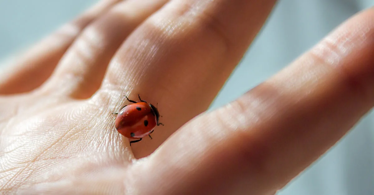 Invasion of the Ladybugs
