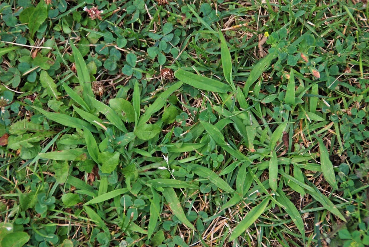 Crabgrass Begone