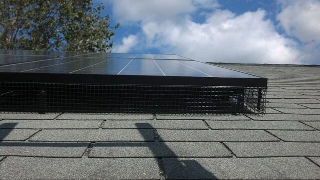 Solar Panels Make Great Homes for Unwanted Guests