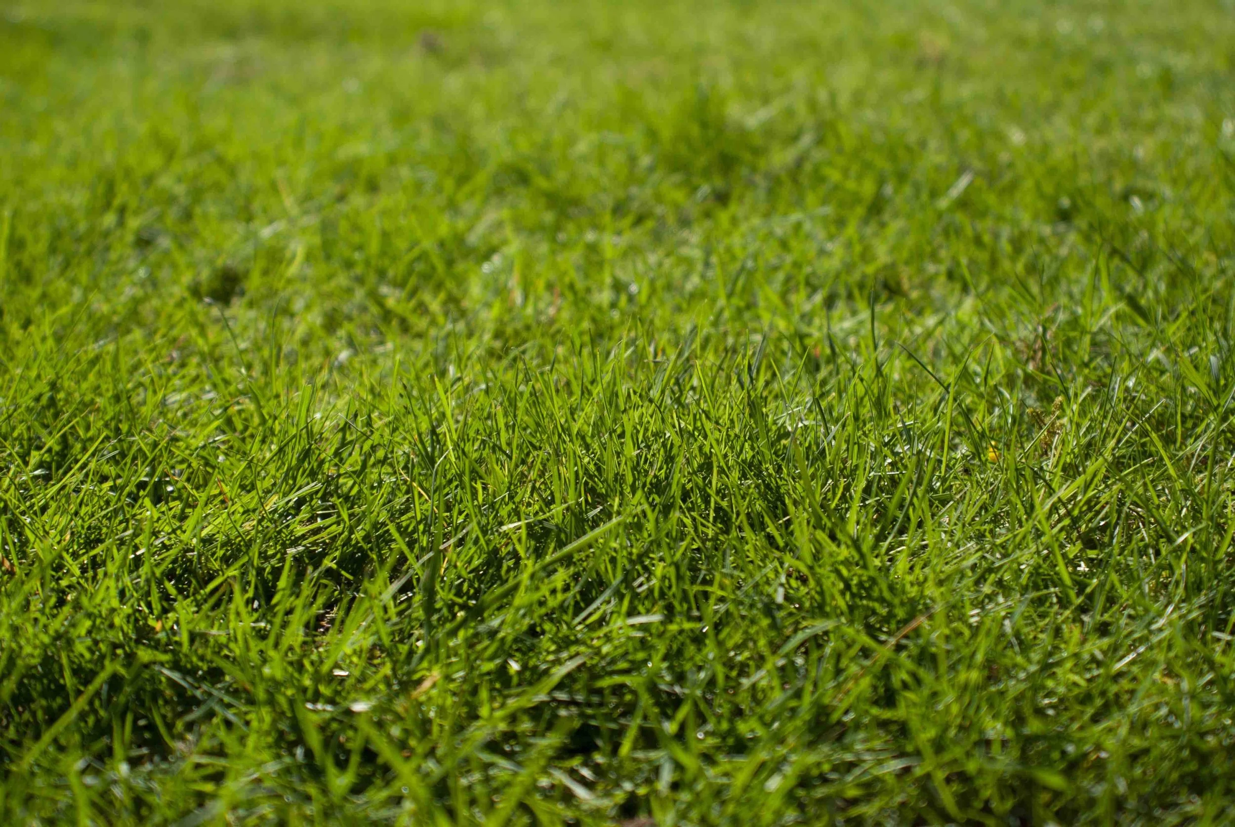 Early Spring Lawncare Tips for Gorgeous Grass