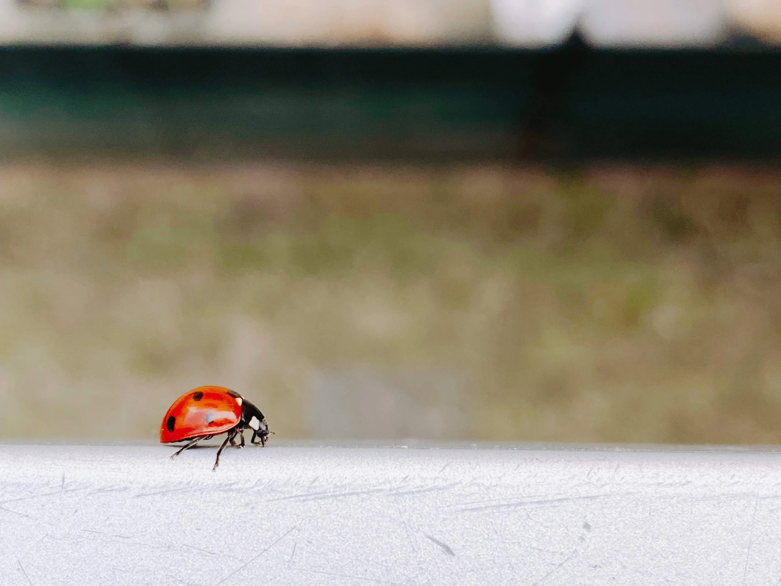 Ladybug Season Has Arrived
