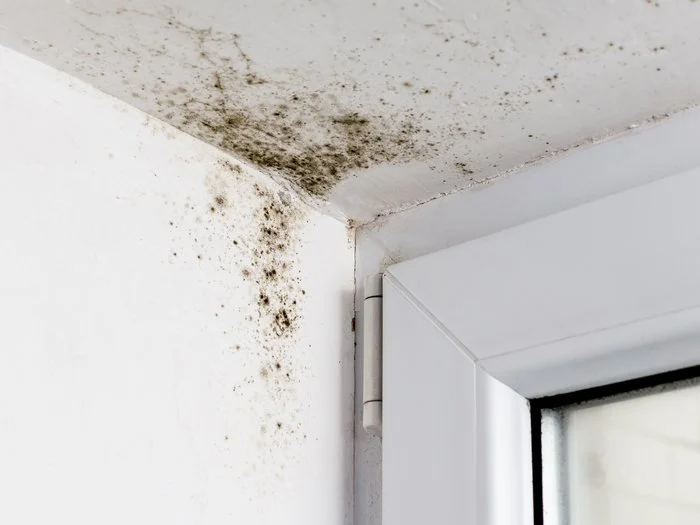 Tackling Humidity Hazards at Home