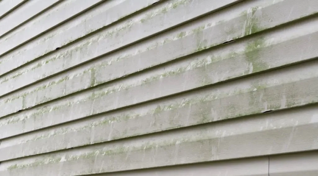 Mold on Siding, Not Just Unsightly