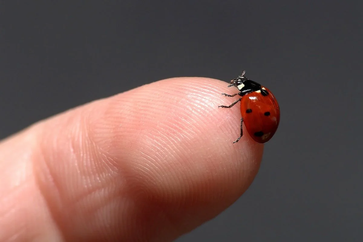 Ladybugs in the House