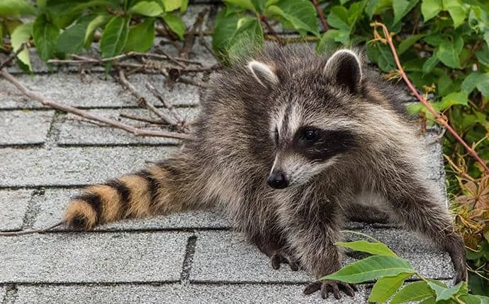 Animal-Proof Your Attic